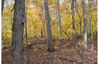 Property photo 30 - 75.3 Acres Offered in 2 Tracts